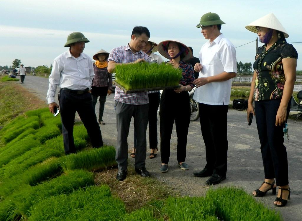 Hội nghị đầu bờ mô hình sản xuất lúa đặc sản, chất lượng cao theo hướng hữu cơ
