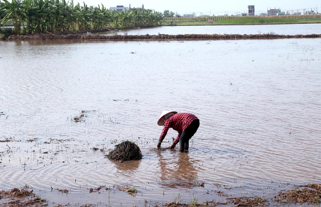 Kim Sơn, đảm bảo cơ cấu giống, mùa vụ để giành vụ mùa thắng lợi