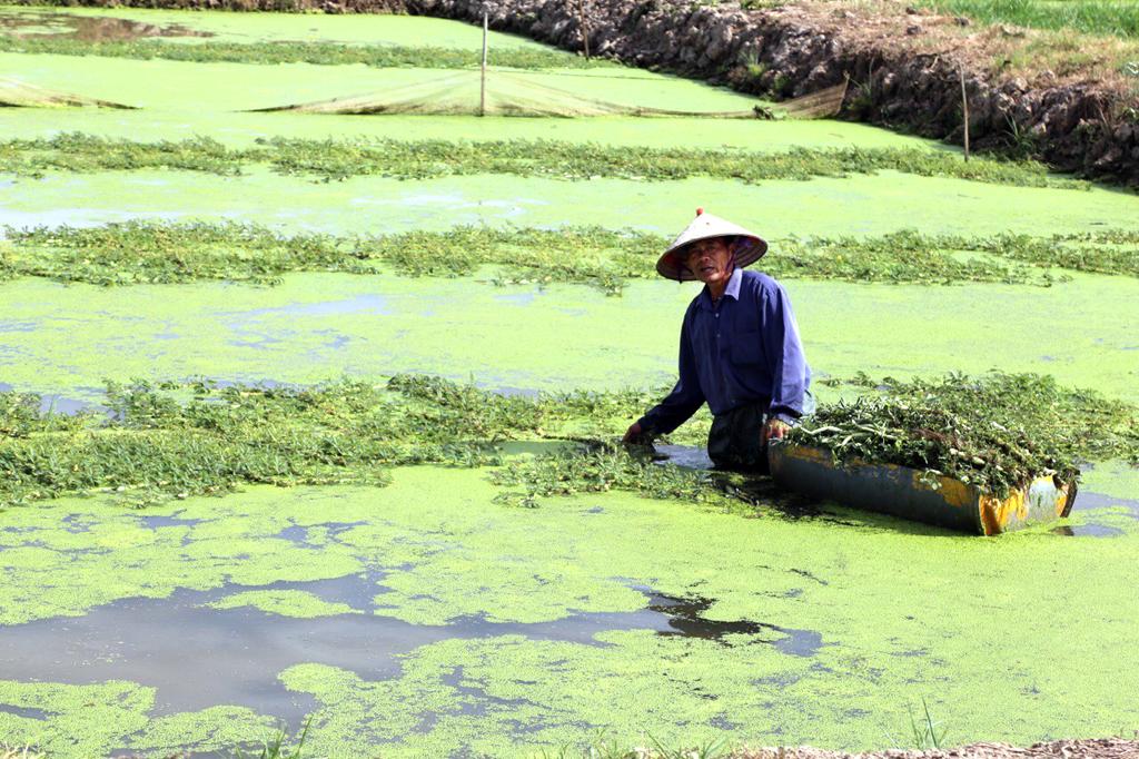 Coi trọng thực hiện tiêu chí hình thức tổ chức sản xuất trong xây dựng nông thôn mới