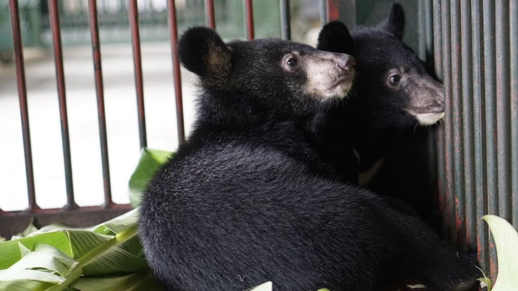 Tiếp nhận thành công 2 cá thể gấu ngựa con từ tỉnh Lai Châu