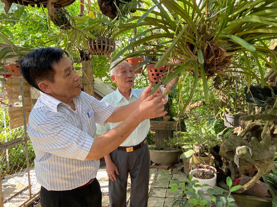 Nở rộ phong trào trồng hoa lan tại các hộ gia đình