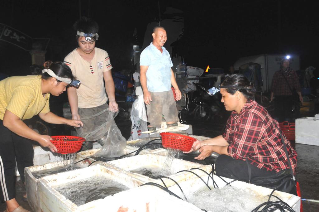 Nhộn nhịp không khí thu hoạch tôm đêm ở Kim Sơn