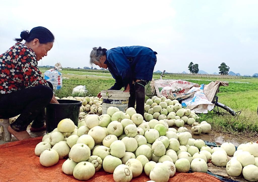 Nông dân Gia Tiến phấn khởi được mùa dưa lê