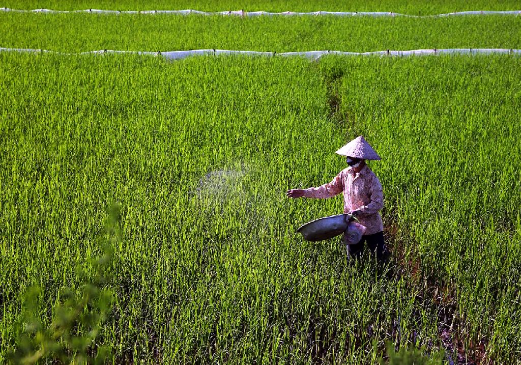 Hoa Lư chuyển trọng tâm sang chăm sóc và bảo vệ lúa mùa