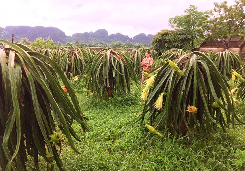 Nho Quan: Tái cơ cấu nông nghiệp từng bước hiệu quả, bền vững