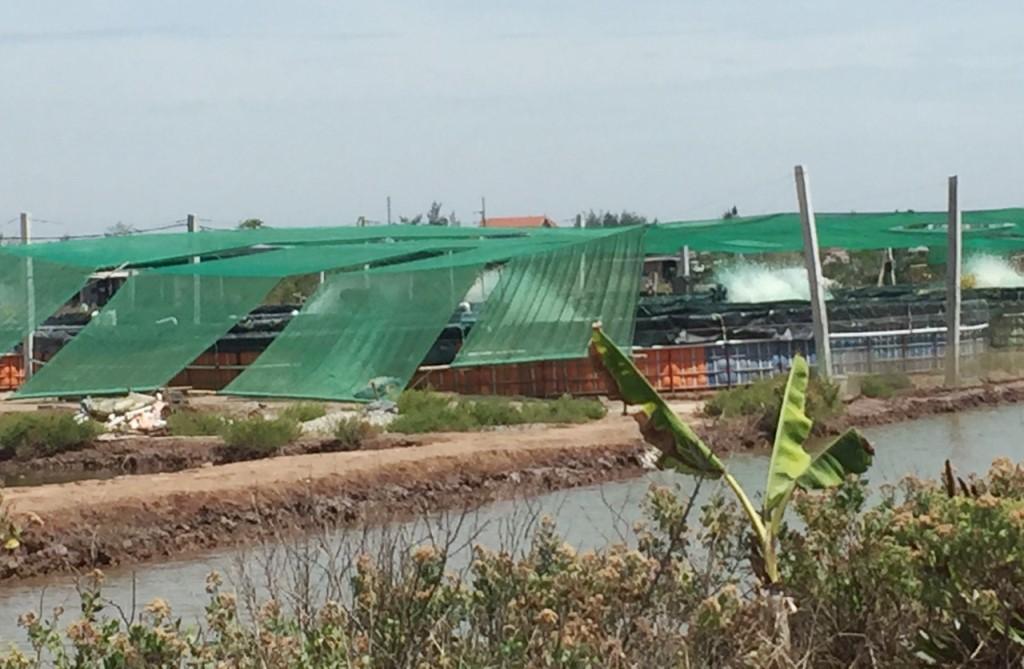 Một số biện pháp chống nóng cho tôm nuôi