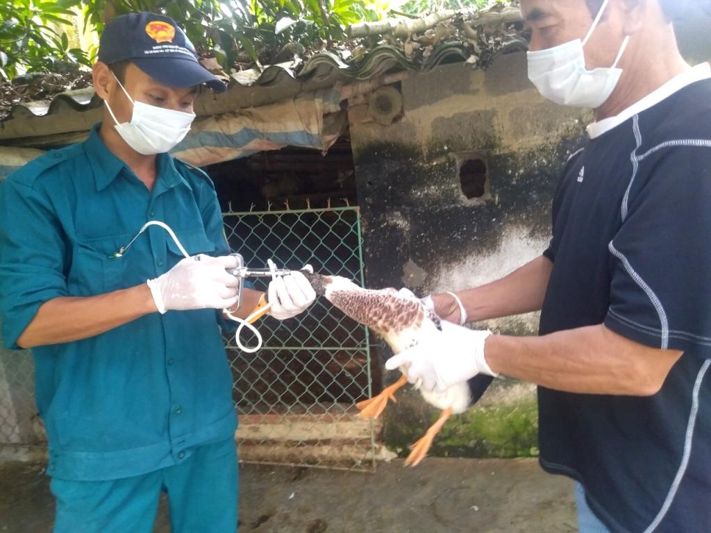 Tập trung khống chế ổ dịch cúm gia cầm tại xã Chất Bình