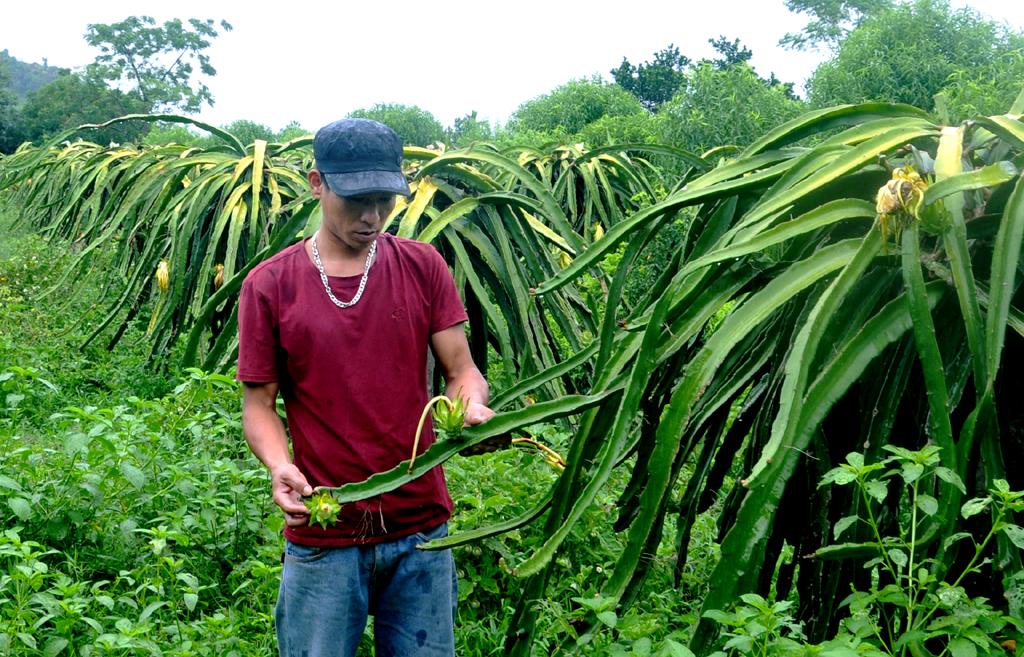 Thành phố Tam Điệp: Tái cơ cấu nông nghiệp theo hướng hiệu quả, bền vững