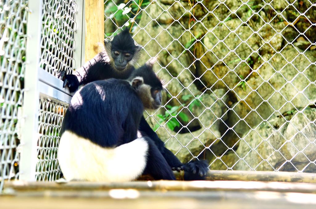 Chuyển giao và tái thả 3 cá thể Vọoc mông trắng về Quần thể Danh thắng Tràng An