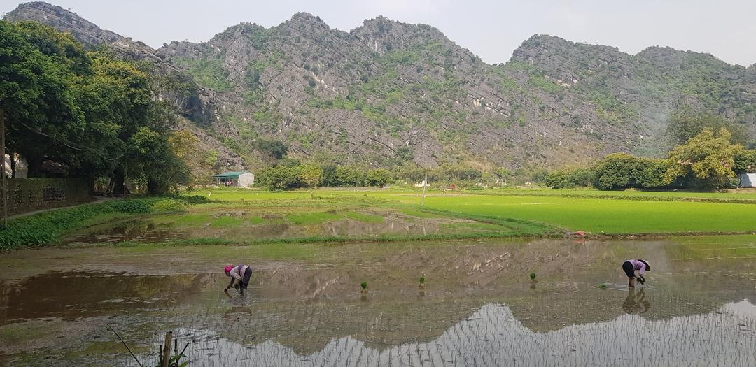 Cảnh báo xuất hiện virut lùn sọc đen trên đồng ruộng