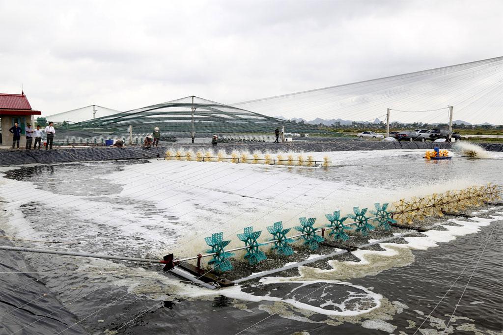 Kim Sơn phát triển nông nghiệp toàn diện và hiệu quả