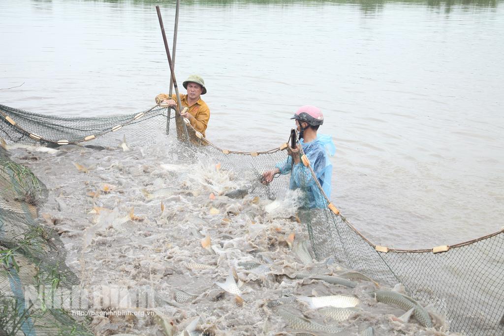 Thúc đẩy liên kết trong nuôi, trồng thủy sản
