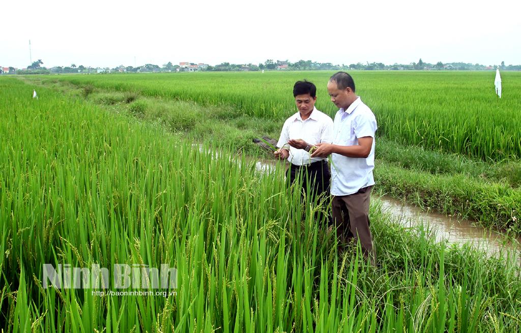 Nâng cao giá trị cho lúa gạo Yên Khánh