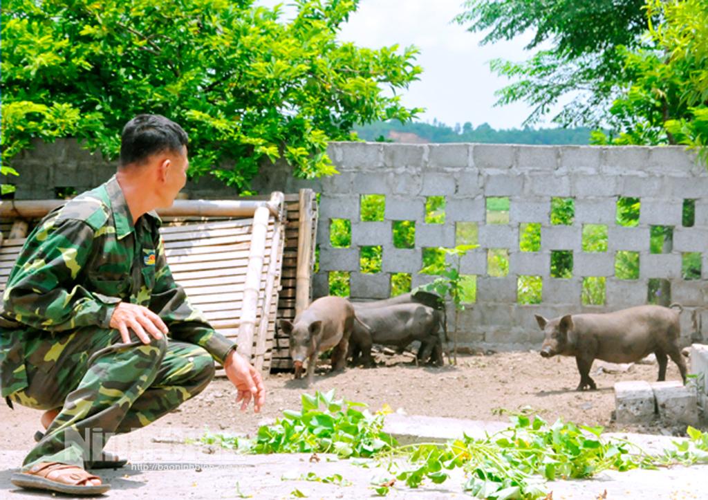Nuôi lợn Táp Ná cho hiệu quả kinh tế cao