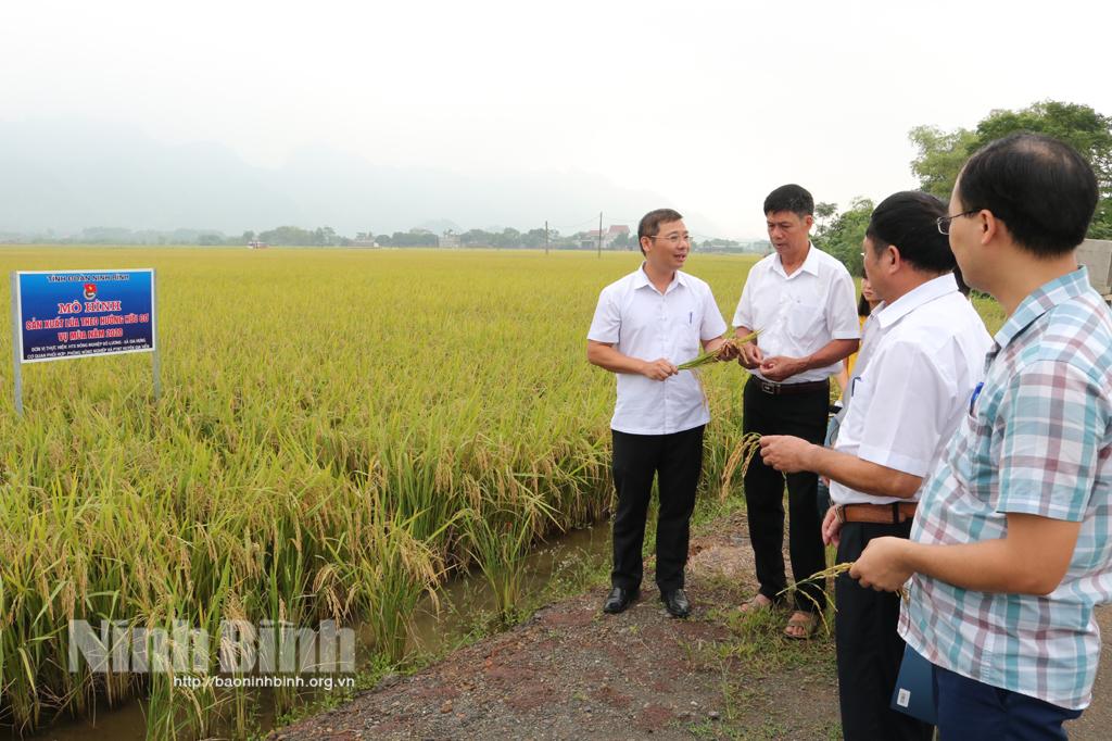 Nghiệm thu mô hình sản xuất lúa theo hướng hữu cơ tại xã Gia Hưng