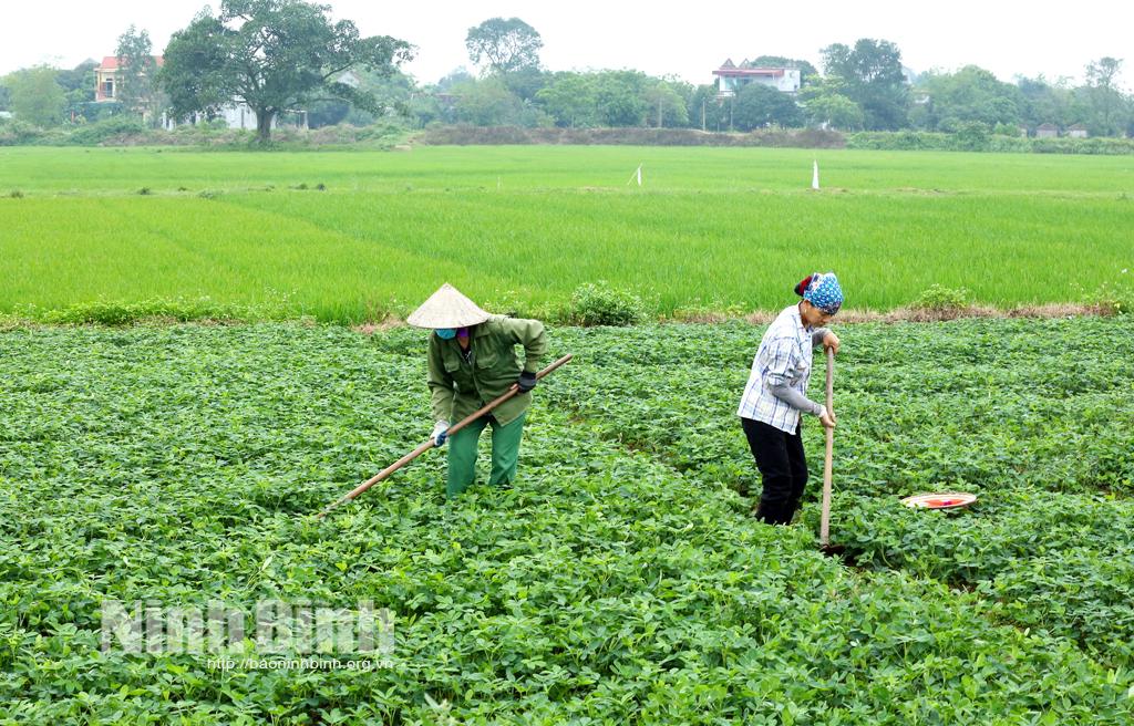 Vụ đông 2020: Tập trung sản xuất các cây trồng có giá trị cao, đầu ra ổn định