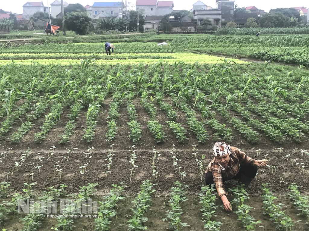 Yên Mô: Nâng cao giá trị nông sản vụ đông qua chuỗi liên kết