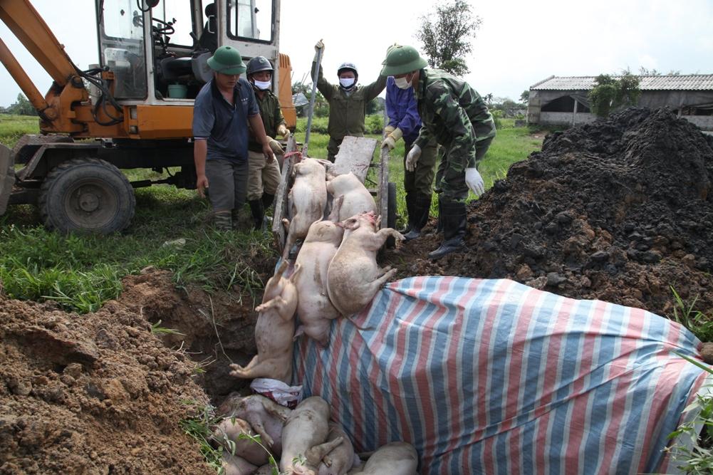 Dịch tả lợn châu Phi tái phát tại 6 xã thuộc 2 huyện Gia Viễn và Yên Mô