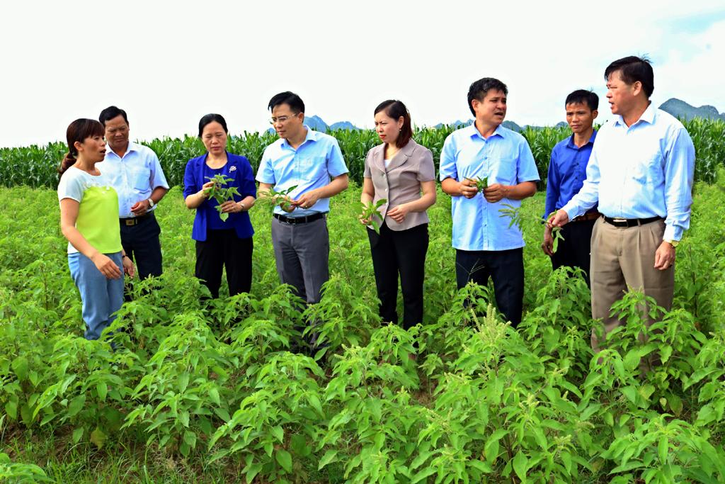 Vụ đông năm 2020: Phát triển cây trồng có giá trị thu nhập cao