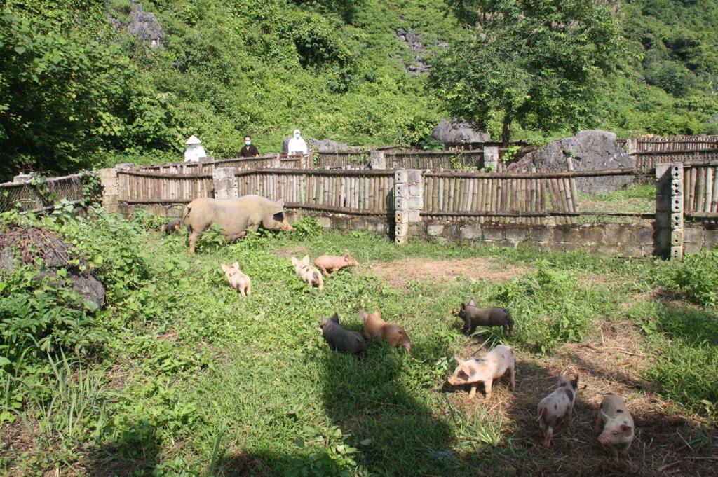 Hỗ trợ người chăn nuôi tái đàn lợn an toàn, hiệu quả