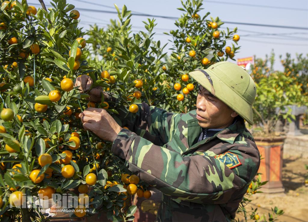Các nhà vườn trồng đào, quất hối hả vào vụ Tết
