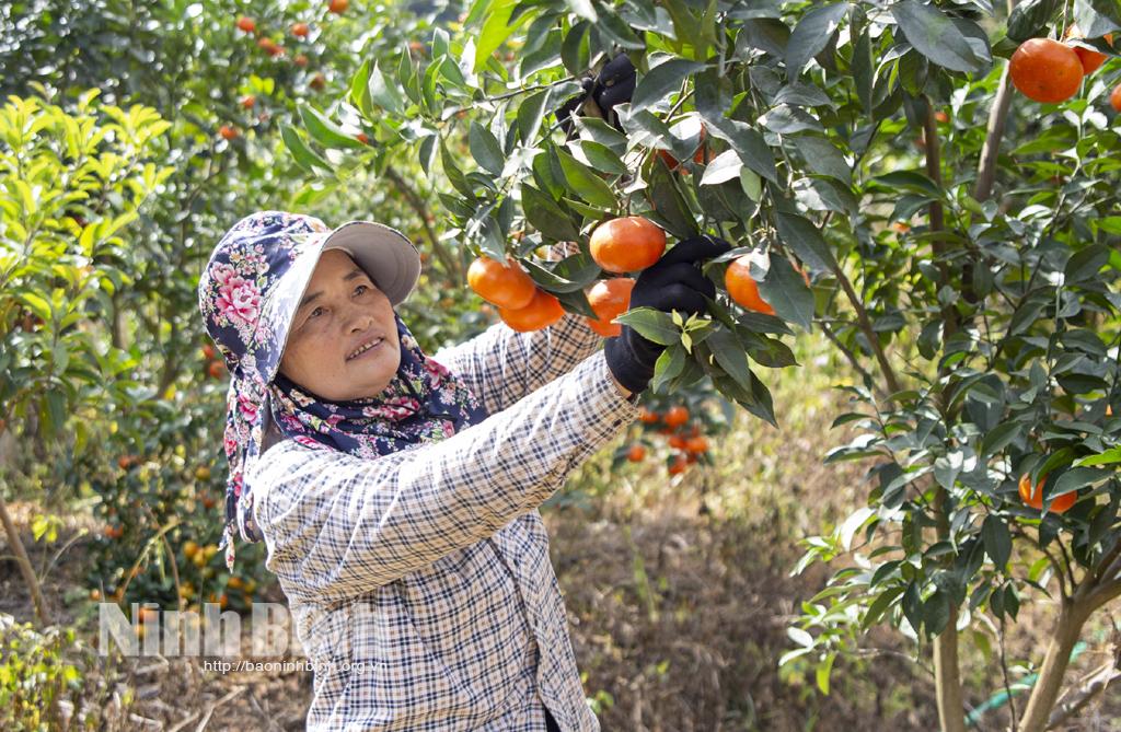 Cẩn trọng khi mở rộng diện tích cây có múi