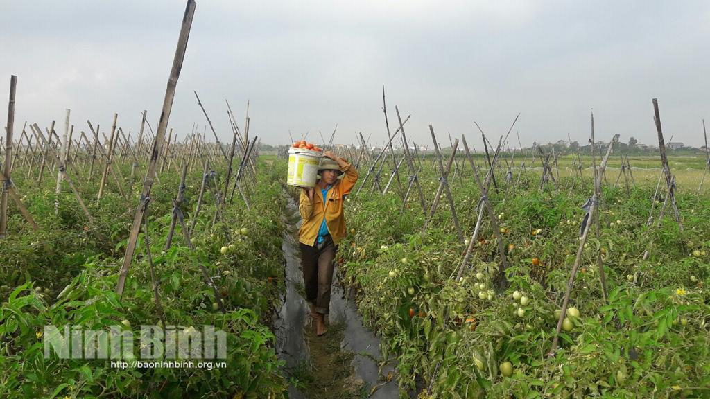 Yên Mô, nhiều cây trồng vụ đông cho giá trị kinh tế cao
