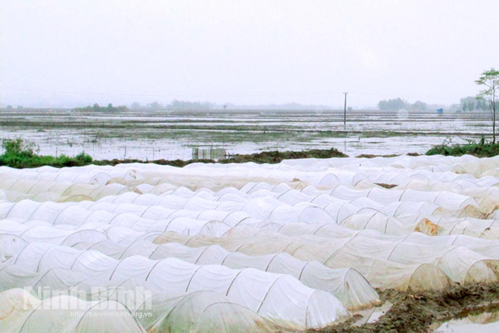 Gia Viễn đẩy nhanh tiến độ sản xuất vụ đông xuân