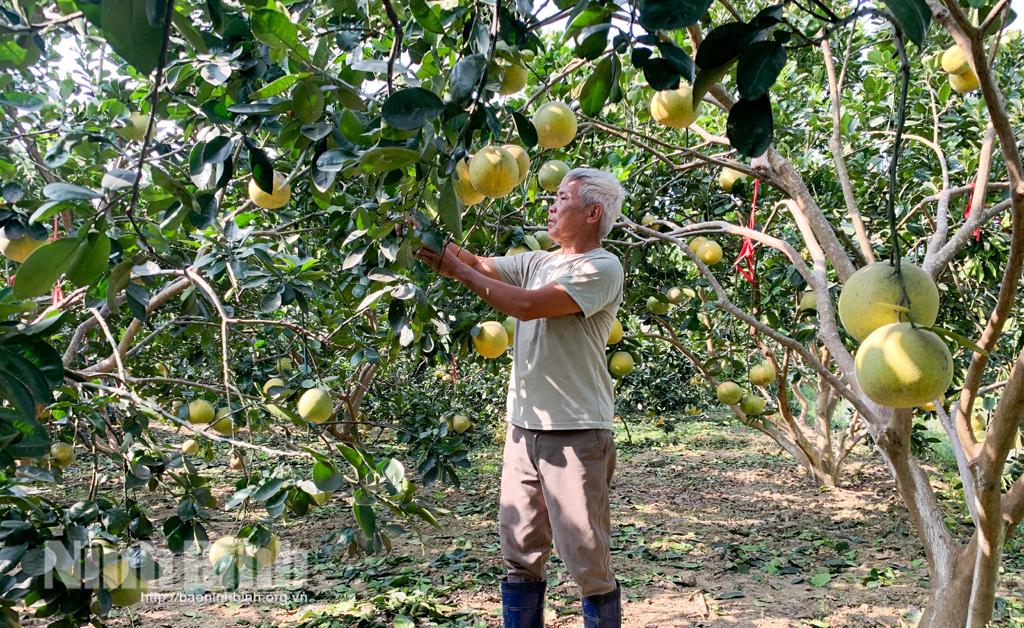 Người cựu chiến binh làm kinh tế giỏi