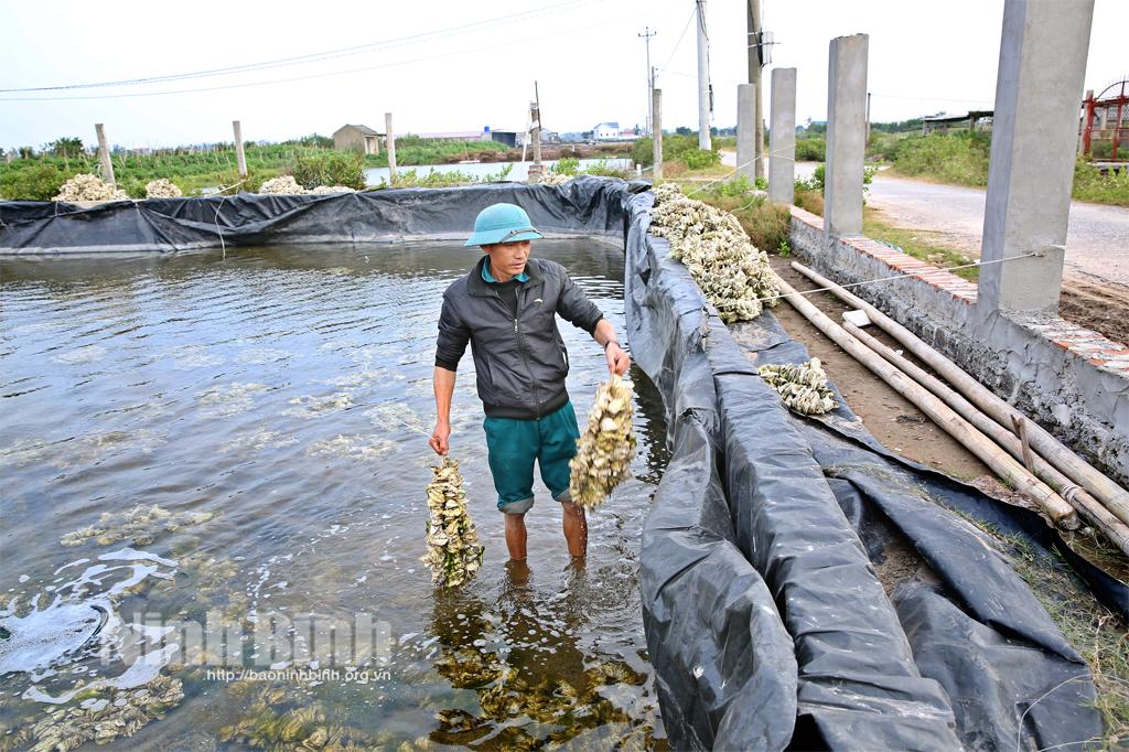 Thủy sản Ninh Bình: Duy trì mức tăng trưởng cao trong khó khăn