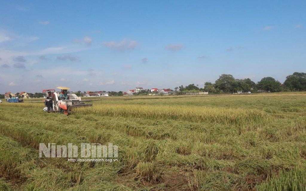Yên Khánh: Chủ động ứng phó với mưa bão, bảo vệ cây trồng