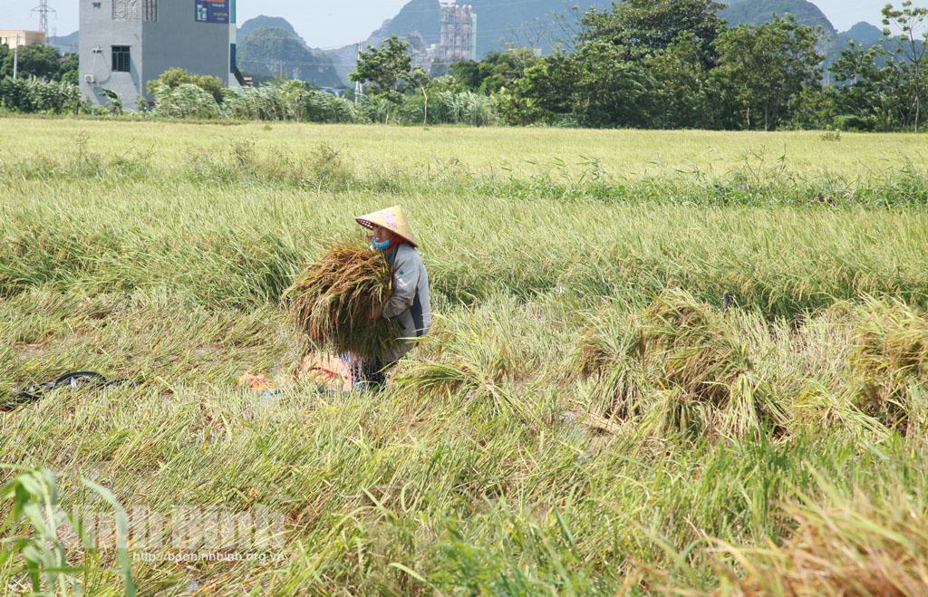 Nông dân cấp tốc thu hoạch lúa mùa trước khi bão số 8 đổ bộ