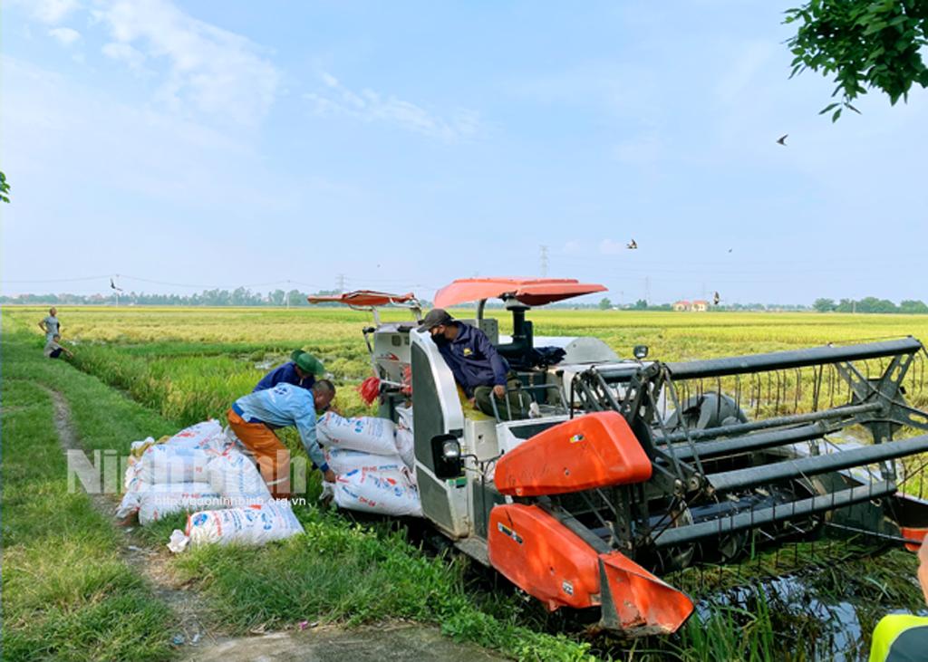 Lúa mùa bội thu, nông dân phấn khởi
