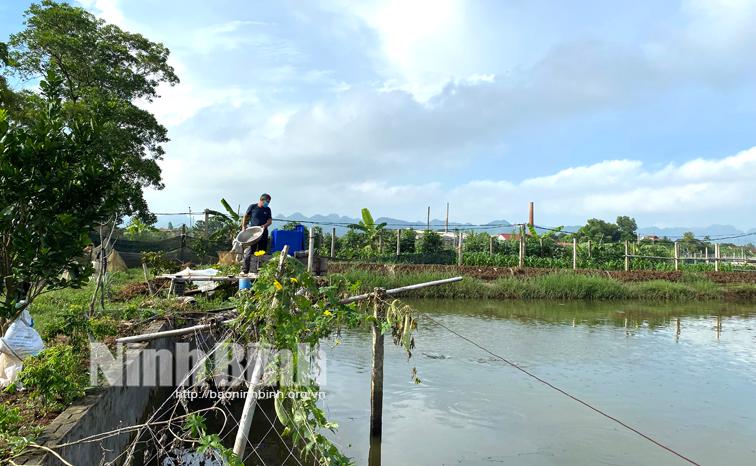 Mô hình nuôi cá sộp cho hiệu quả kinh tế cao