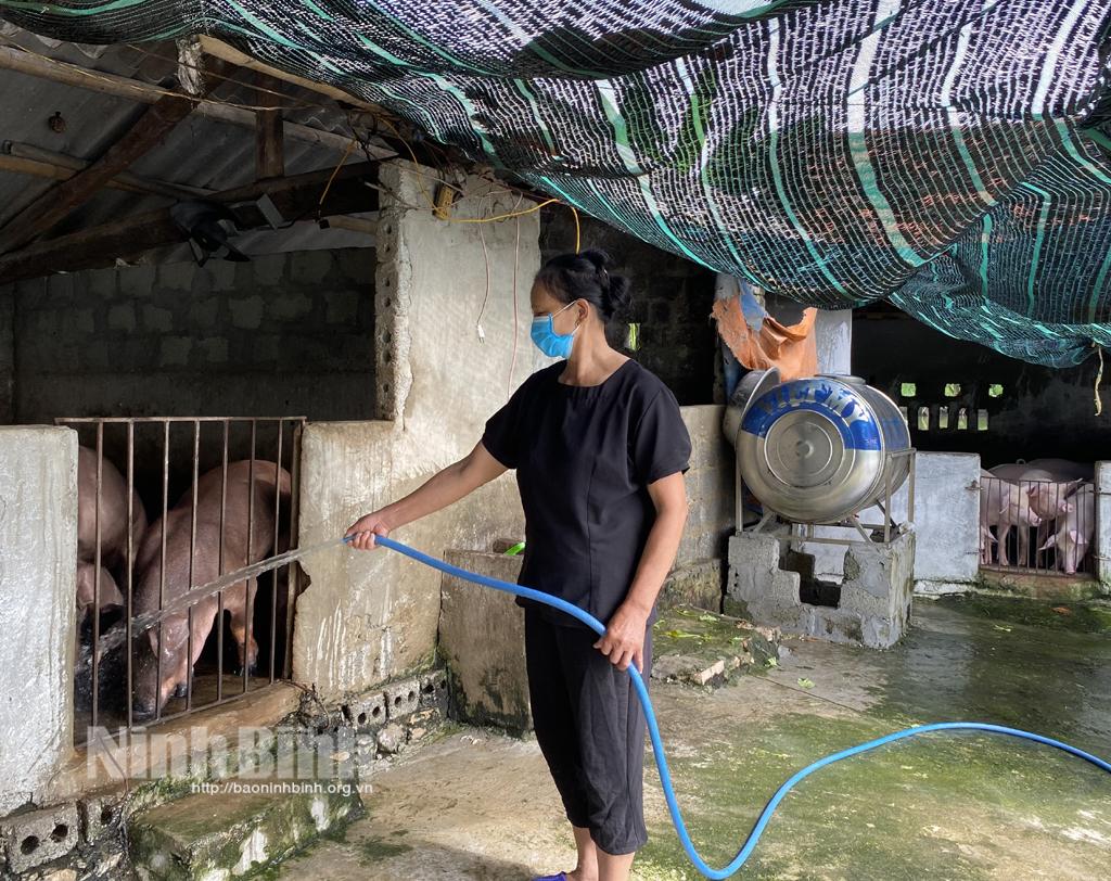 Chủ động kiểm soát, ngăn chặn dịch tả lợn châu Phi tái phát