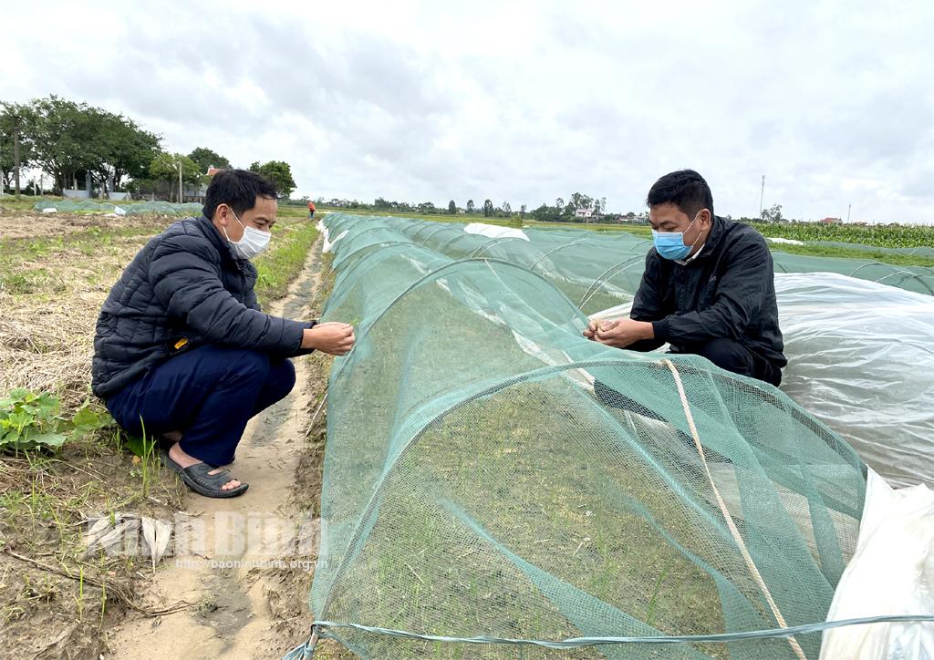 Chăm sóc, khôi phục diện tích cây vụ đông bị ảnh hưởng bởi mưa úng