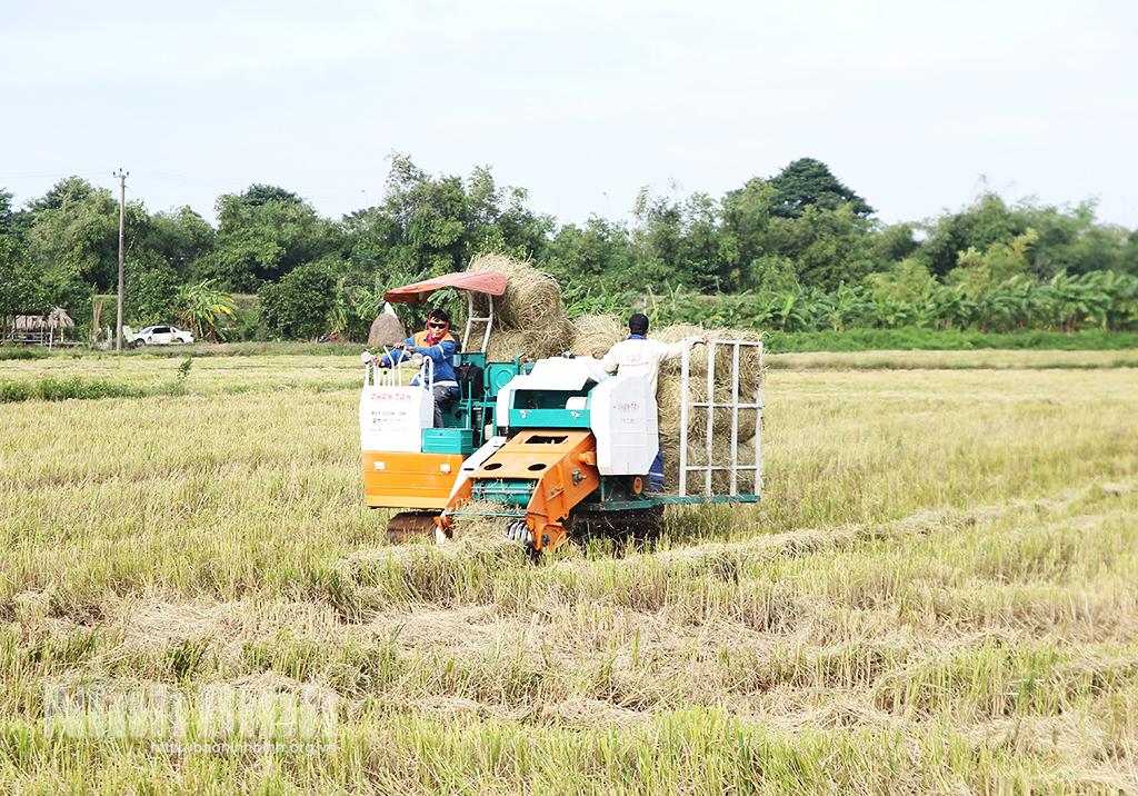 Thu gom rơm bằng máy đem lại thu nhập cao, giảm thiểu ô nhiễm môi trường
