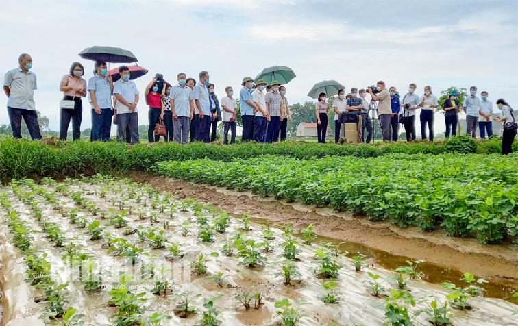 Yên Mô, sản xuất vụ đông hàng hóa theo hướng hữu cơ