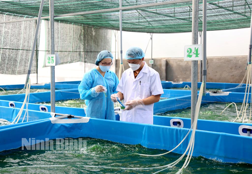 Sản xuất tảo xoắn - hướng đi mới của nông nghiệp công nghệ cao