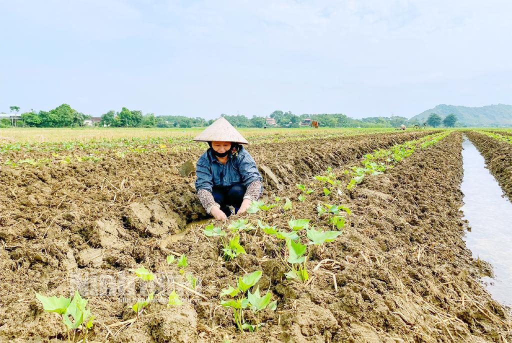 Thúc đẩy sản xuất vụ đông để đáp ứng tốt nhu cầu lương thực, thực phẩm thời điểm cuối năm