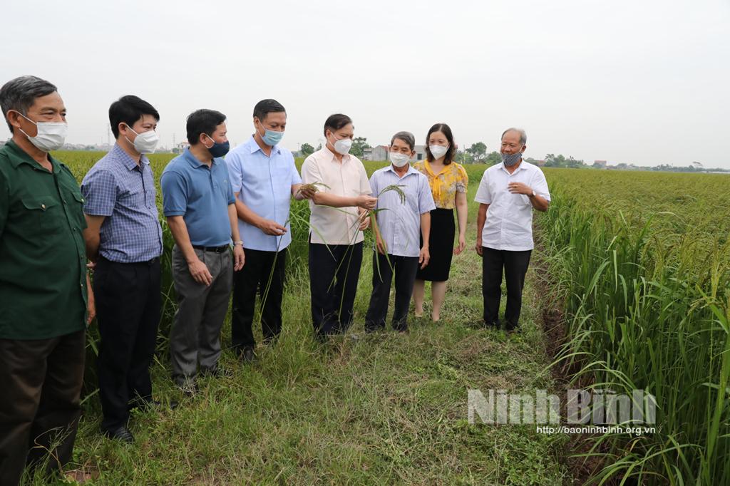 Đồng chí Phó Bí thư Thường trực Tỉnh ủy thăm mô hình lúa nếp hạt cau hữu cơ tại Kim Sơn