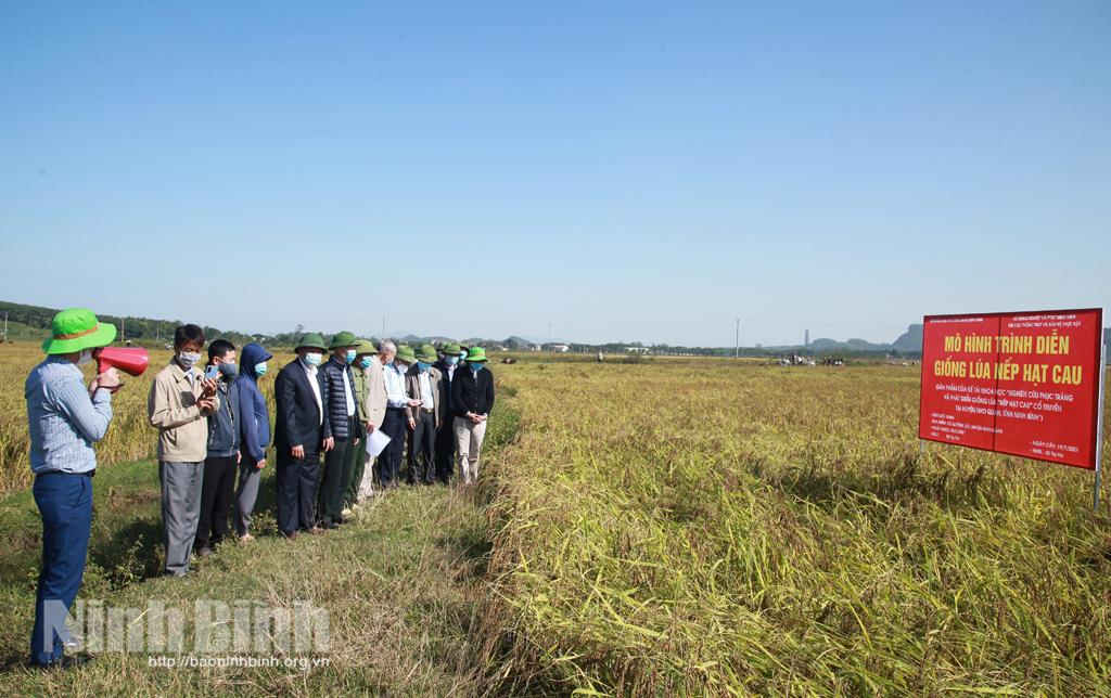 Giống lúa Nếp hạt cau sau khi được phục tráng cho năng suất, chất lượng vượt trội
