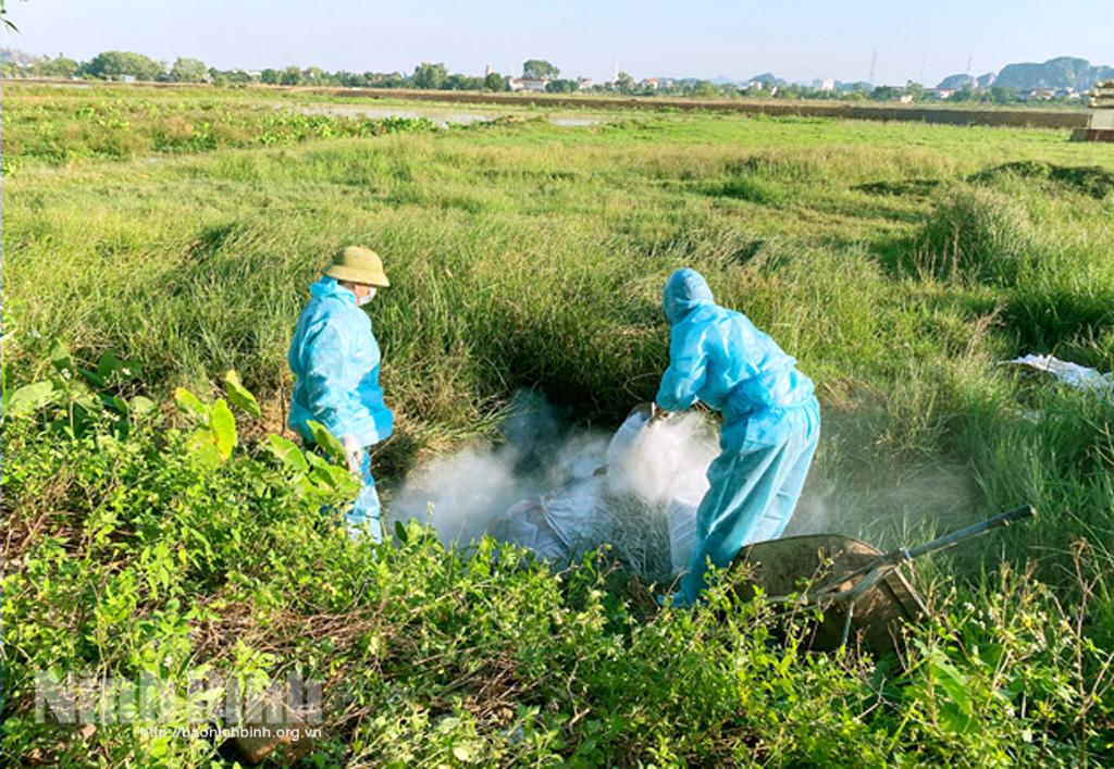 Cấp bách ngăn chặn dịch tả lợn châu Phi tái bùng phát