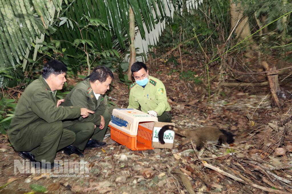 Vườn Quốc gia Cúc Phương tái thả số lượng lớn Cầy vòi mốc