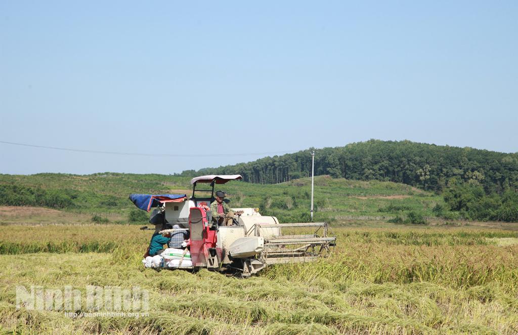 Hiệu quả từ mô hình liên kết sản xuất nếp cau ở Quỳnh Lưu
