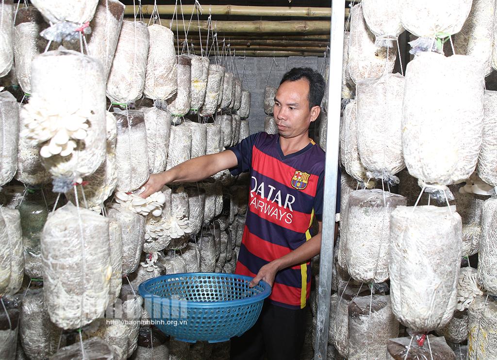 Hướng đi hiệu quả của HTX Nấm sạch Thạch Bình