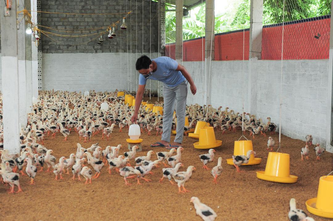 Đồng Phong, phát triển chăn nuôi theo hướng an toàn sinh học