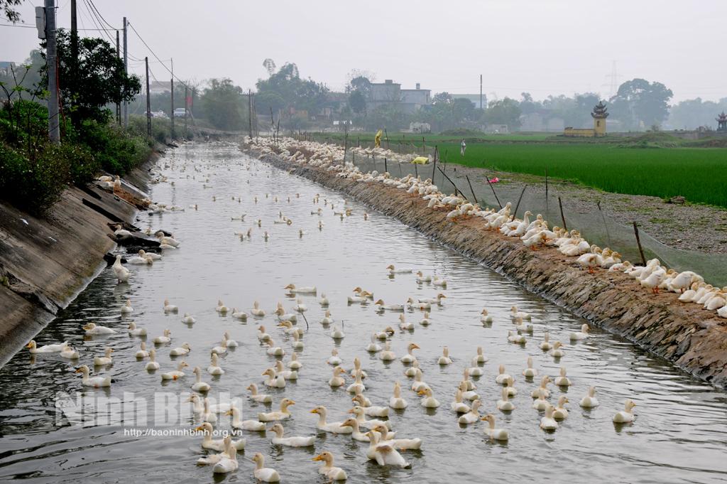 Thực hiện các biện pháp cấp bách phòng, chống dịch cúm gia cầm A/H5N8
