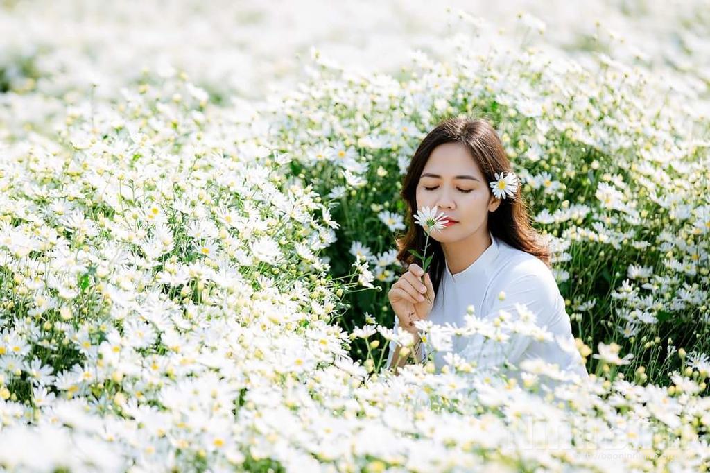 Cúc họa mi giữa sắc đông Ninh Bình