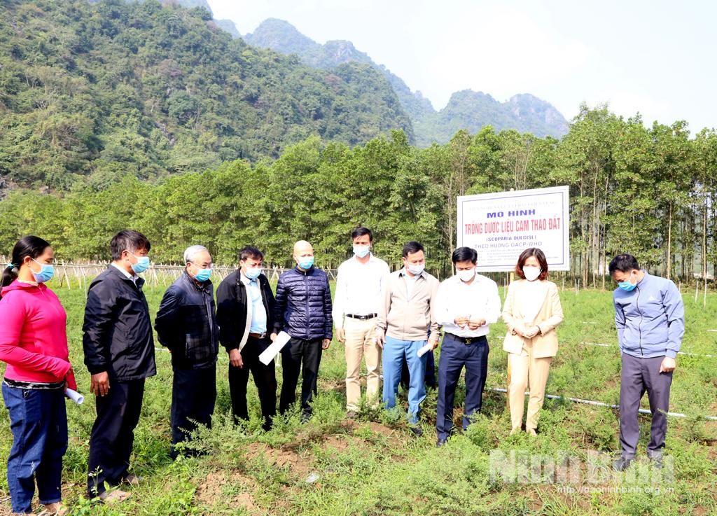 Hội thảo đầu bờ nhân giống, trồng cây cam thảo đất và cam thảo dây theo hướng GACP-WHO